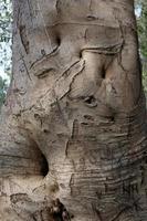 Texture of wood and tree bark. photo