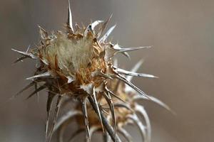 una planta de cardo espinoso en un claro del bosque en el norte de israel. foto