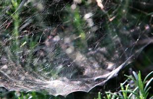 Spider webs - cobwebs on branches and leaves of trees in a city park. photo