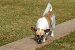 perro a pasear en un parque de la ciudad a orillas del mar foto