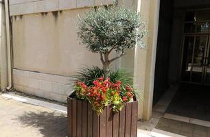 Green plants and flowers grow in a flower pot photo