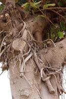 Texture of wood and tree bark. photo