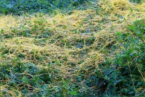 Dodder is a genus of parasitic plants in the bindweed family. photo