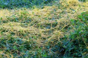 dodder es un género de plantas parásitas de la familia de las enredaderas. foto