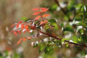 hojas de colores en los árboles del parque de la ciudad. foto