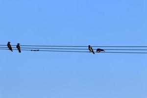 Electrical wires carrying high voltage current. photo