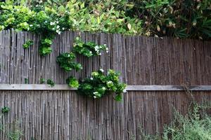 Plants and flowers grow along the high fence. photo