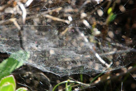 Spider webs - cobwebs on branches and leaves of trees in a city park. photo