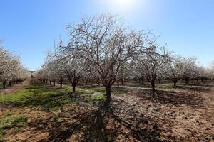 Almond blossoms in a city garden in Israel. photo