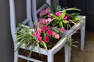 las plantas verdes y las flores crecen en una maceta foto