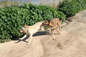 perro a pasear en un parque de la ciudad a orillas del mar foto