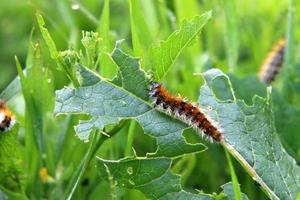 a caterpillar sits on green leaves in a city park in Israel. photo