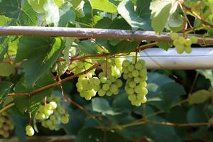 una rica cosecha de uvas de vino en el jardín de la granja colectiva. foto