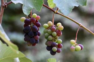 una rica cosecha de uvas de vino en el jardín de la granja colectiva. foto