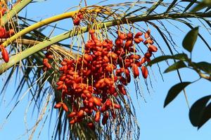 Rich harvest of dates on palm trees in the city park. photo