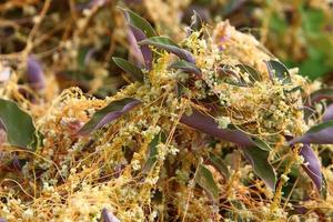 Dodder is a genus of parasitic plants in the bindweed family. photo