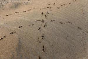 huellas en la arena de la playa de la ciudad. foto