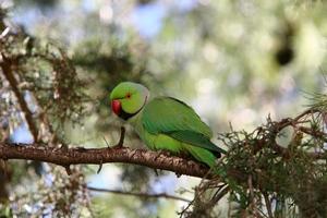 A green parrot sits on a tree. photo