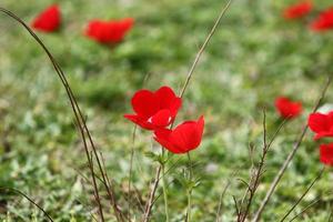 Red anemones bloom in a forest clearing. photo