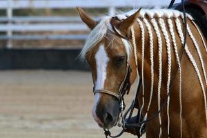 caballo en el establo en israel. foto