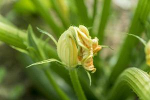 flowering zucchini in vegetable garden photo