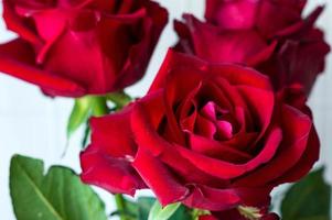 close up of beautiful bouquet of red blooming roses. Wedding or birthday presentation photo