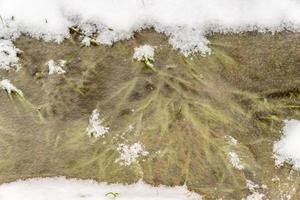 water covered with ice with frosen grass inside photo