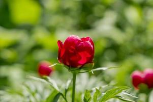 red peony on green background photo