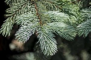 closeup of blue spruce tree branch. photo