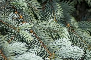 closeup of blue spruce tree branch. photo