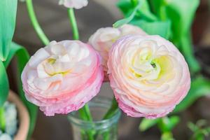 closeup of pastel pink ranunculus flowers in transparent glass vase on green background photo