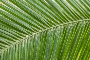 background of green palm leaf photo