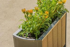 Numerous bright flowers in park flowerbed photo