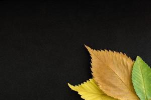 elm tree leaves on black background photo