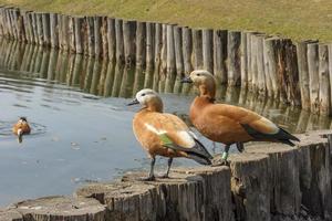 two wild ducks in city park photo