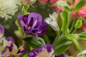 primer plano de eustoma. enfoque suave foto