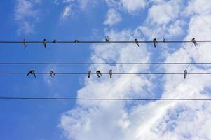 flock of swallows sitting on wires against blue sky photo