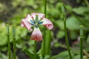 wilted pink tulip photo