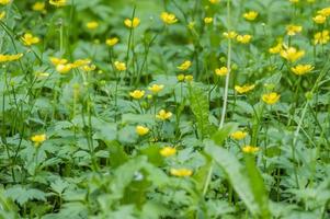 meadow with paigle buttercup photo