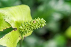 Spathiphyllum in bloom closeup photo