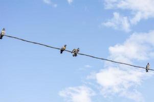 palomas sentadas en el alambre contra el cielo azul foto