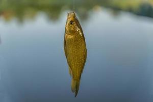 Crucian on hook on water background photo