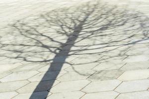 sombra en blanco y negro del árbol en el pavimento foto