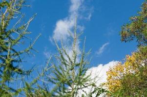 Trees in the forest - the crown of leaves against the sky photo