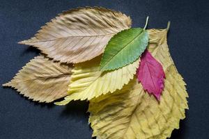 coloridas hojas de olmo sobre fondo negro foto