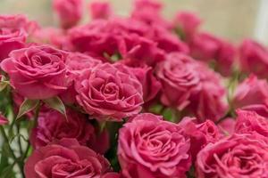 bunch of pink roses background, soft focus photo