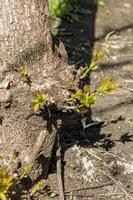 young offshoots in spring forest photo