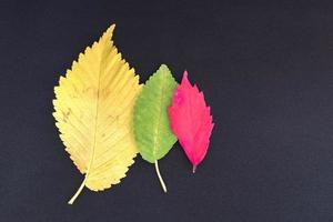 red, green and orange leaves of elm tree on grey background photo