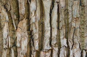 tree bark background texture photo