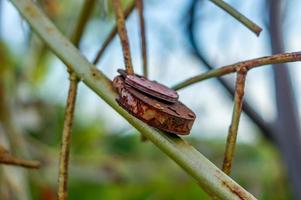 rusty padlock on metal tree photo